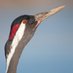 Fraser Simpson (@fssbirding) Twitter profile photo Fraser Simpson (@fssbirding) Twitter profile photo