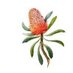 Sir Joseph Banks (@sirjosephbanks) Twitter profile photo Sir Joseph Banks (@sirjosephbanks) Twitter profile photo