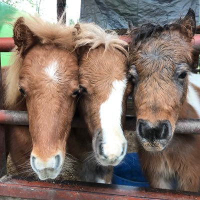 埼玉県日高市にある馬の牧場です🐴

乗用馬の販売、乗馬・競走馬の輸送、自馬の預託、出張イベント、馬を使った撮影、、等々行っております。