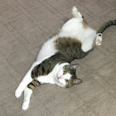 ねこすきーさんのプロフィール画像