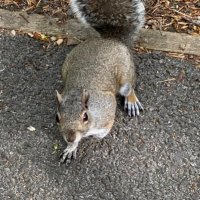 NY was a great city (@nycwasacity) 's Twitter Profile