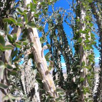 UC Riverside Environmental Science GSA (@uc_science) 's Twitter Profile