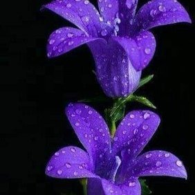 OBRkQAmIyCK3IyJ's profile picture. 私はクリスチャンです 。趣味は音楽を聴くのことです。美しい花も美しい景色が好きです。どうぞ宜しくお願い致します。💐🌈💒