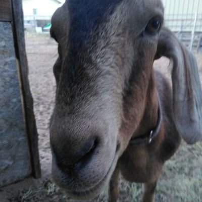 berny and gandalf the pack goats son, just trying to promote my dad's Twitter. hope your following my dad!!!!