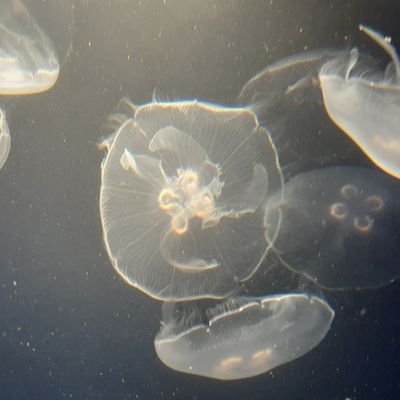 動物全般好きです。
一度乗っ取られてので移行してます