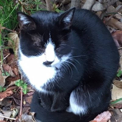 aoneko3409's profile picture. 渋谷区の一等地、青山学院に住んでいる猫たち「青ねこ」を見守っています！       都心の喧騒から離れたオアシスのような場所で、猫にとってとても住みやすい環境です。