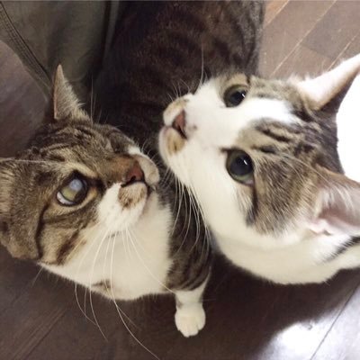 renascense2's profile picture. カテゴリーに縛られない音楽ファン、特に同じ郷土出身のSING LIKE TALKINGファン。矢野顕子さん・坂本美雨さん・上原ひろみさんの音楽に癒される2匹の😸🐈猫のお父さんです。Twitter不調でアカウント作り直しました。元アカウントのフォロワーさん引き続き宜しくお願いします♪