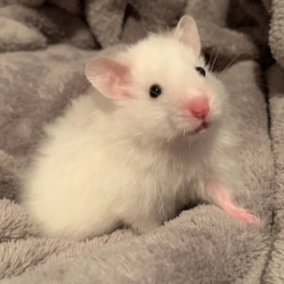 SCR2OorMqlGRu6V's profile picture. 🐹ゴールデンハムスター⇒ ココア♀(クロクマ)と暮しています💕
