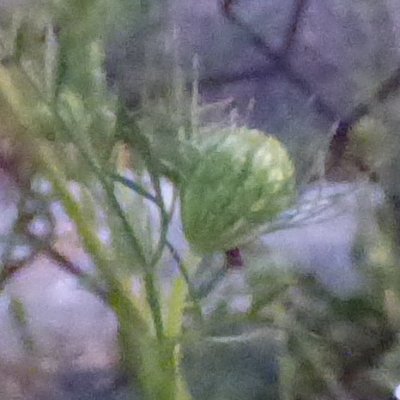 03AMBegins's profile picture. 