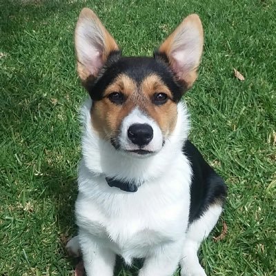 Born December 20, 2018 in Arizona. Deceased January 20, 2023. Fought the battle against lymphoma, but lost.