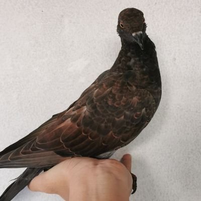 psikologiadd's profile picture. Bermimpi untuk bisa masuk Harvard University