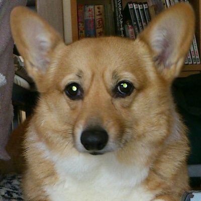 corgiinu_'s profile picture. 