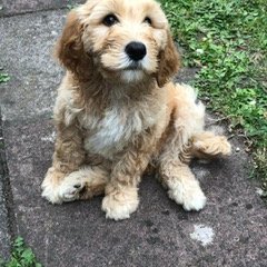 LorraineAvey's profile picture. 