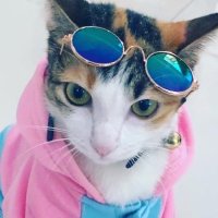 Cookie the Kitty(@CookieKitti) 's Twitter Profile Photo