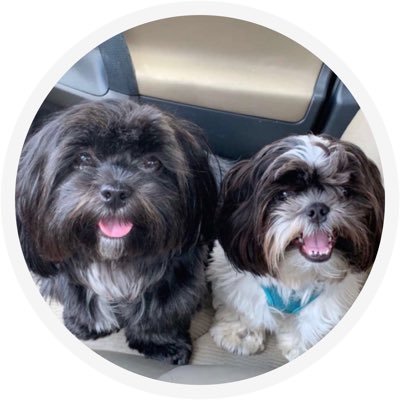 Daisy & Dash | Shih Tzus from VA Instagram @eatplayshihtzu