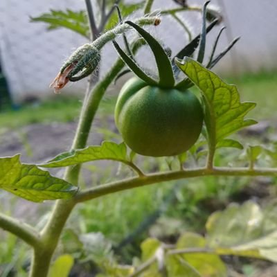 Tribulations d'un petit jardin Finisterien voulant devenir un beau potager !