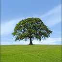 raymond currie - @oaktreetiling - Twitter