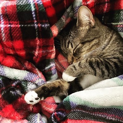 mikadoodledoo's profile picture. it be like that sometimes