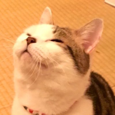 コマリ🧶さんのプロフィール画像