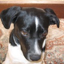 Bart Petersen - @joekeloekes - Twitter