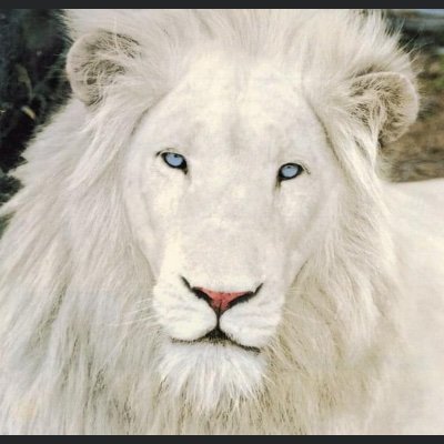 Trustworthy, Honest, Loyal, Faithful, Outgoing and Love Nature The rest we can figure out as we experience each other’s company; BHSJR Inc(owner); GOD fearing!