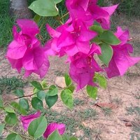 mlchona (@mlchona1) 's Twitter Profile