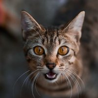 Minnie (@minnie_mewmew) 's Twitter Profile