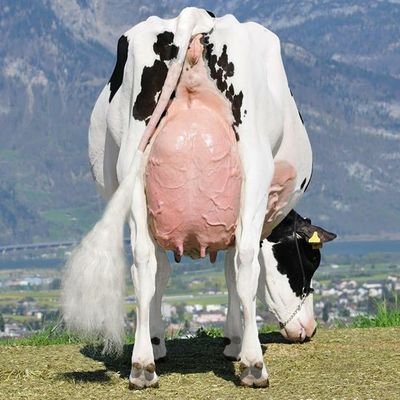 The aim is to help OUR CLIENTS find the CORRECT BULLS for THEIR SYSTEM through the use of tried and trusted COW FAMILIES from both here in Ireland and abroad
