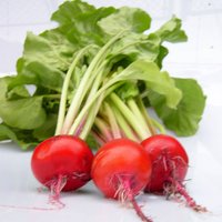 Laurel Smith - @backyardgrower Twitter Profile Photo