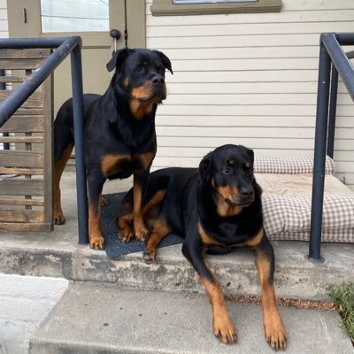 Retired Naval Officer, husband , father, guitar player, drummer, lovingly guarded by my Rottweiler girls #resist SF Giants fan #sfgiants