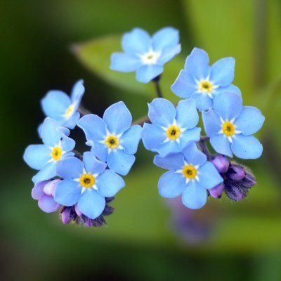 時事系のつぶやき多めです。日本🎌と猫🐈と花🌸が好き。すめらぎいやさか。自衛のための憲法改正を。偏向報道と日本人差別に反対。日本保守党支持。※無言F失礼します ※言語目的不明の方お断り。H系＆お金配り即ブロ  ※アイコンは勿忘草