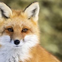Fox Populi ๐ณ๐ฑ๐ฎ๐ฑ๐ (@knoppienb) 's Twitter Profile
