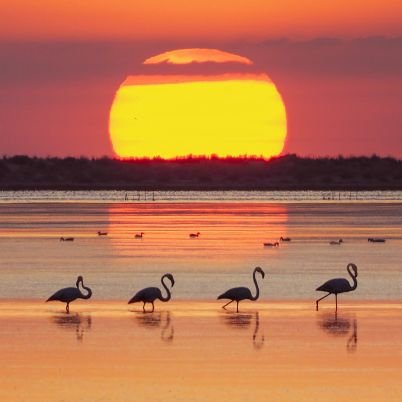 La Ràpita (Tarragona)
Fotografies del Delta de l'Ebre