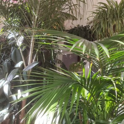 GalletaPocha's profile picture. ñeee ~