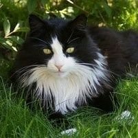 whitestarcs's profile picture. Old and Tired, Sunnystar DNI // Main: @jaspurrcats