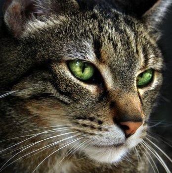 coldwillowcs's profile picture. I miss you mom! // Main: @jaspurrcats. PFP by