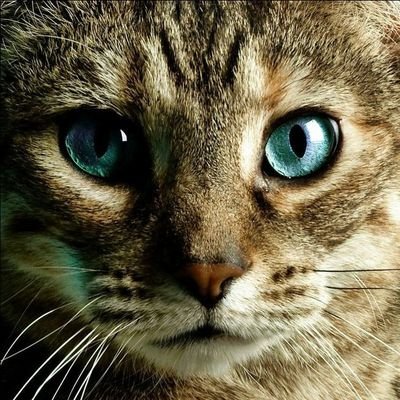 mistsightcs's profile picture. I don't have patience for your bullshit. // Main: @jaspurrcats