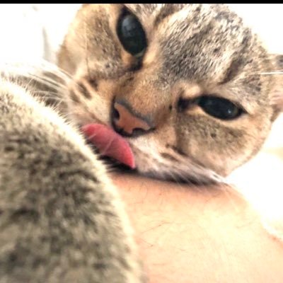 s_hru_07's profile picture. 何気ない日常を呟いていきます! 幸運の鍵しっぽを持つさだはるです😸08/07/17 16歳🎂猫好きさんなど仲良くしてください🐱✨ フォローしてもらえると嬉しいです😸😊✨■Youhttps://www.youtube.com/channel/UCJTf_-FAIho8S-T4ISq_upw/l1oxkw3i5X