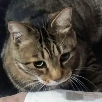 catarcadia's profile picture. いろいろとフラフラしてます。