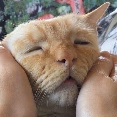 hellfirexbella's profile picture. 