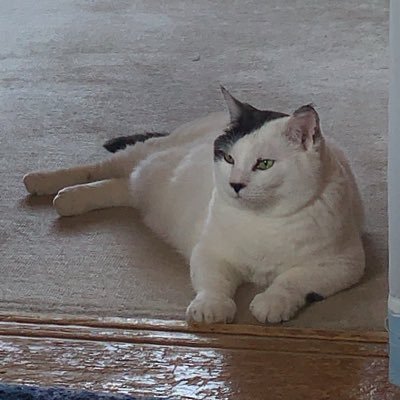 やんさんのプロフィール画像