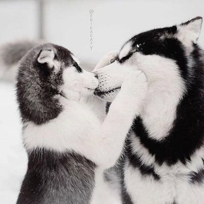 If you're lucky,😀
A #husky will come into your life.🐶 Steal your heart,❤ and change everything.🌄