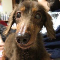 ミム (@mimuzaru) 's Twitter Profile