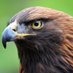 FALCON (@police_bi) Twitter profile photo FALCON (@police_bi) Twitter profile photo