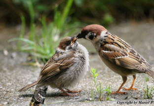 yorkshire bird watcher, promoting UK's declining eurasian tree sparrows, http://t.co/s3Z4t0mYQq Submit a sighting http://t.co/xMyLtLmgUD,