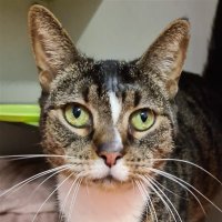 🌈 Josie 🌈 (@josiethecat) 's Twitter Profile Photo 🌈 Josie 🌈 (@josiethecat) 's Twitter Profile Photo