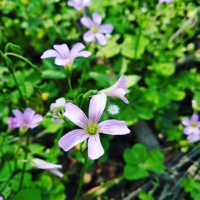 MkDoly's profile picture. 