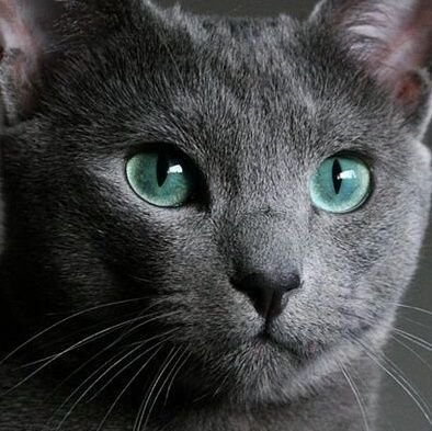 fernleafcs's profile picture. :3 // Main: @jaspurrcats