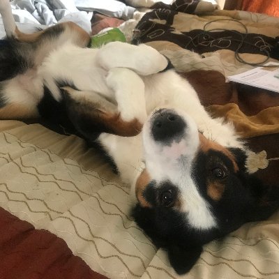 JulianDoggo's profile picture. I am the reason you go to the hoomans stream we all know it; oh I am so pretty so pretty am I.