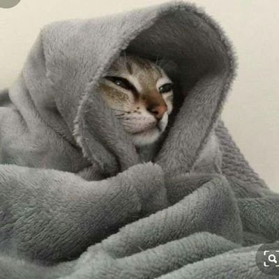 BlossomCoder's profile picture. i am a web developer who seek to learn more by joining the #100DaysOfCode